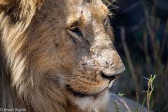 Löwenmännchen in der Maasai Mara