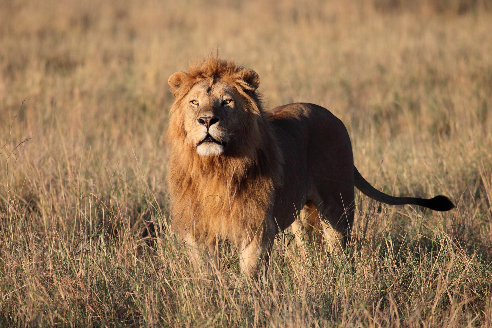 Löwenmännchen in der Masai Mara