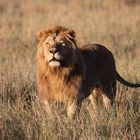 Löwenmännchen in der Masai Mara