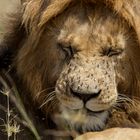 Löwenmännchen mit den lästigen....