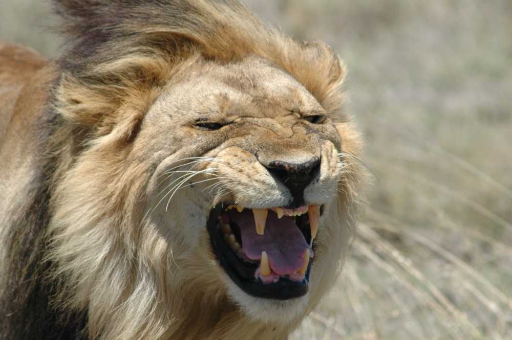 Löwenmännchen; Serengeti 2006