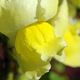 Lwenmulchen (Antirrhinum majus)