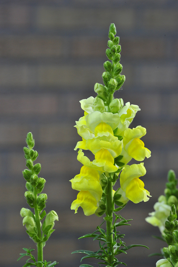 Löwenmäulchen (Antirrhinum majus)