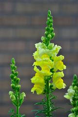 Löwenmäulchen (Antirrhinum majus)