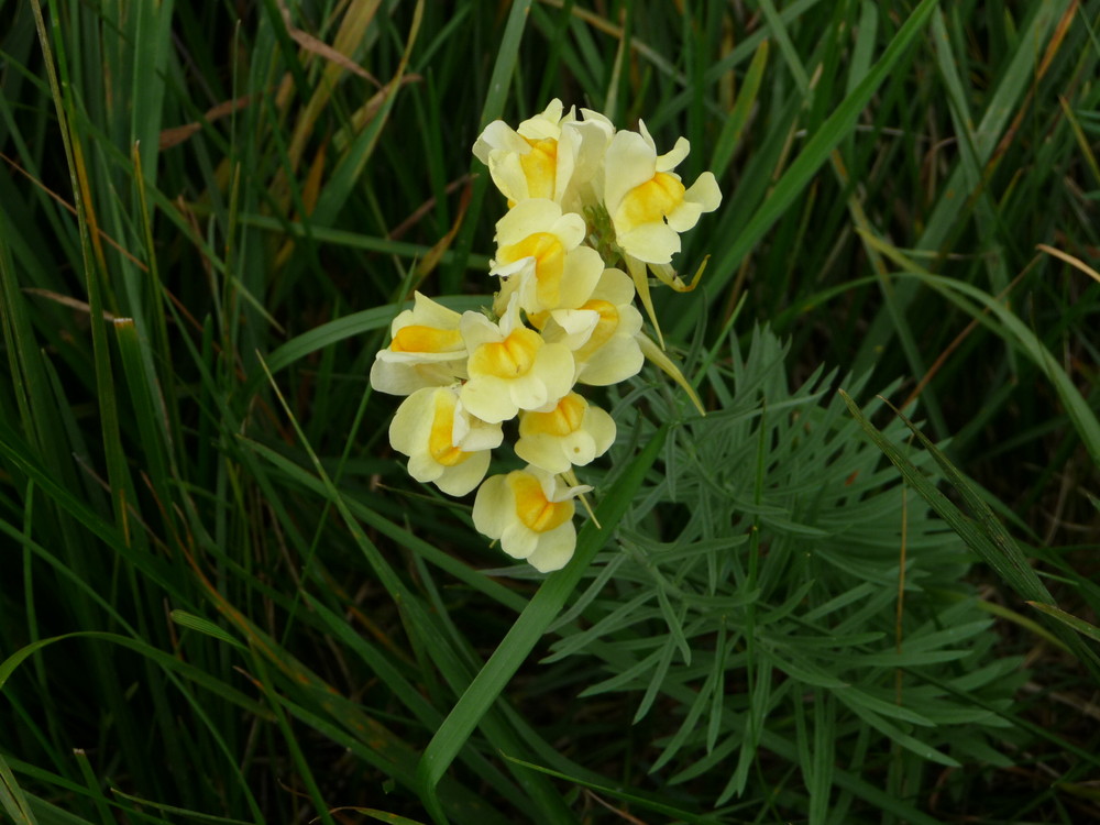 Löwenmäulchen auf der Wiese