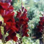 Löwenmäulchen aus unserem Garten