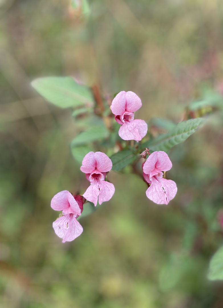 Löwenmäulchen