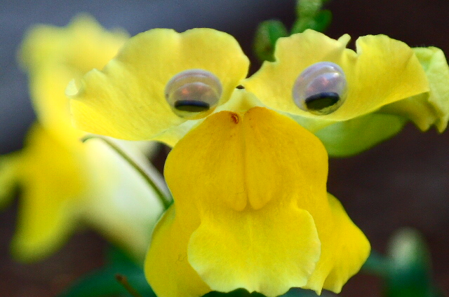 Löwenmäulchen mit Augen