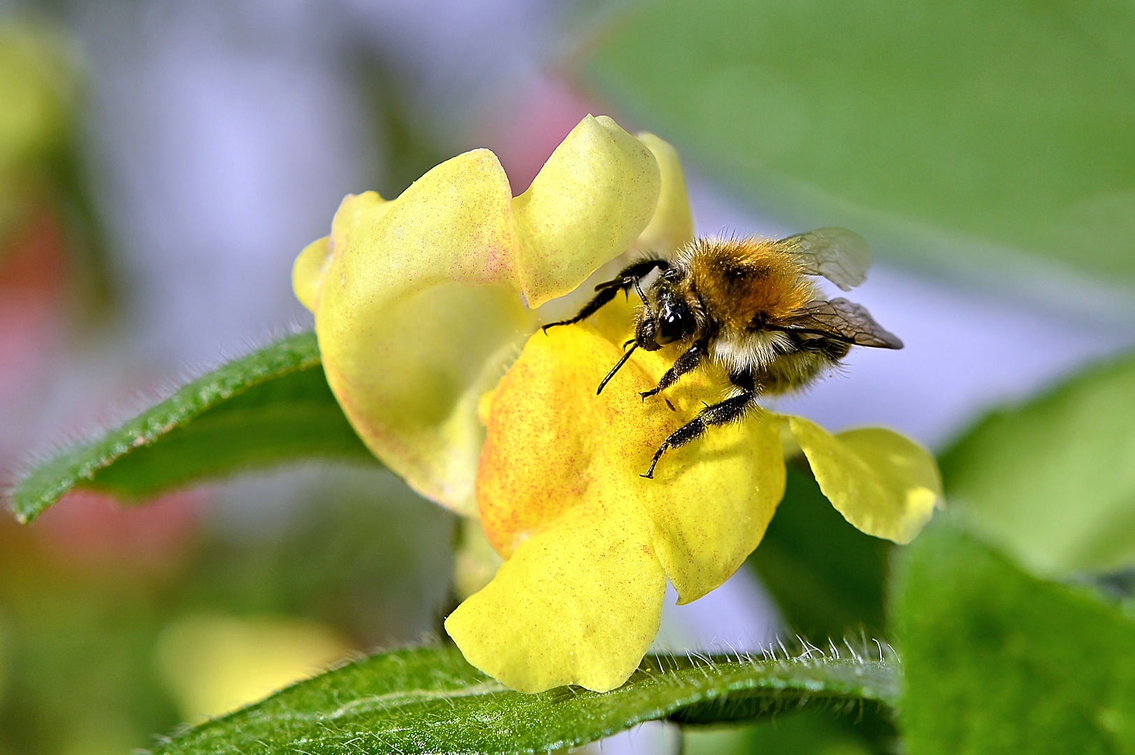 Löwenmäulchen mit Besucher