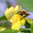 Löwenmäulchen mit Besucher