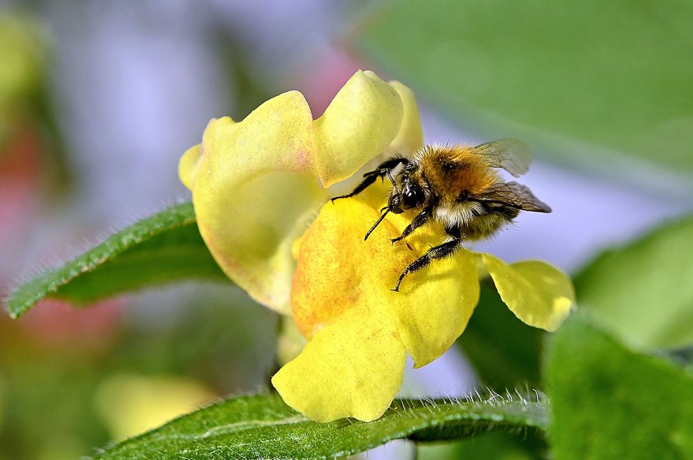 Löwenmäulchen mit Besucher