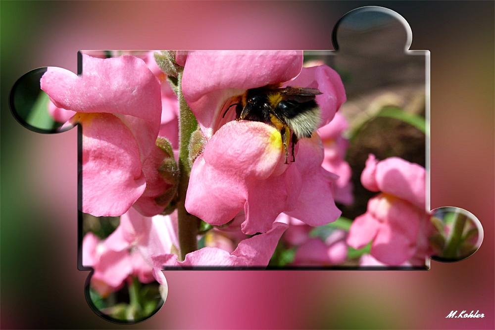 Löwenmäulchen mit Hummel