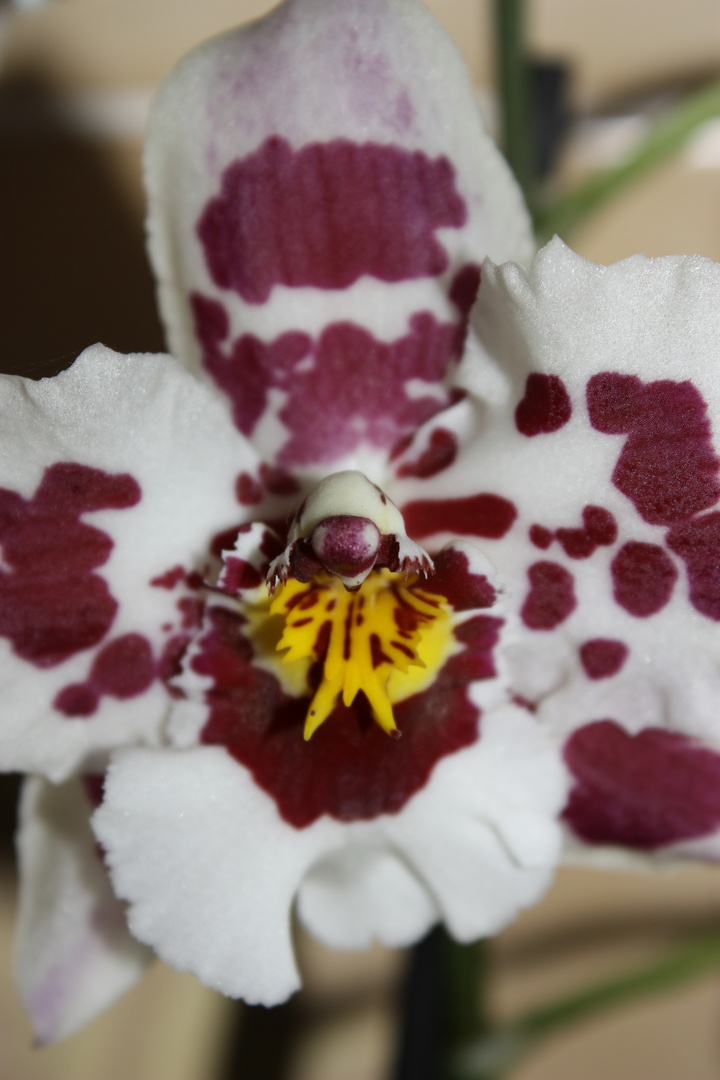 löwenmäulchen orchidee