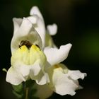 Löwenmäulchen verschlingt Hummel