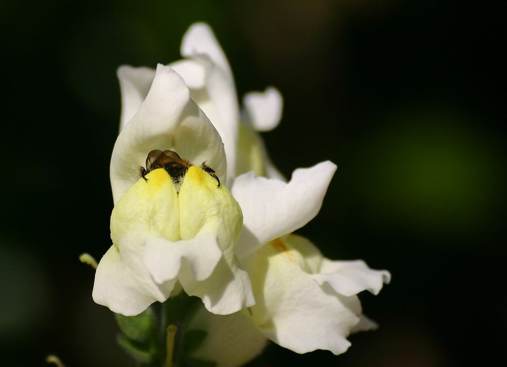 Löwenmäulchen verschlingt Hummel