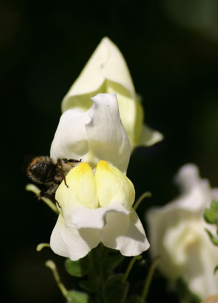 Löwenmäulchen verschlingt Hummel I