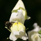 Löwenmäulchen verschlingt Hummel I