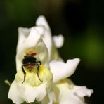 Löwenmäulchen verschlingt Hummel II