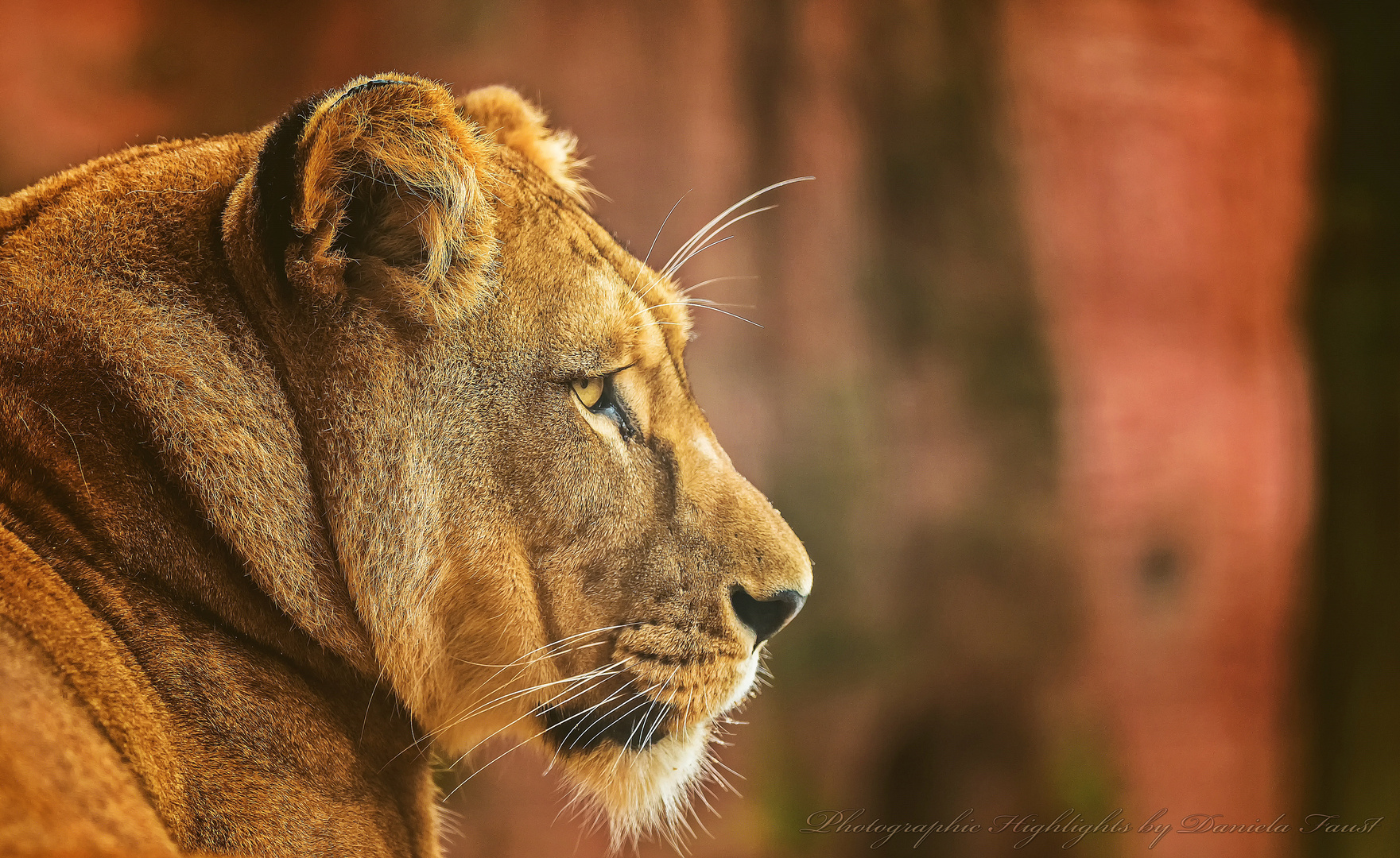 Löwenmama im Zoo Hannover