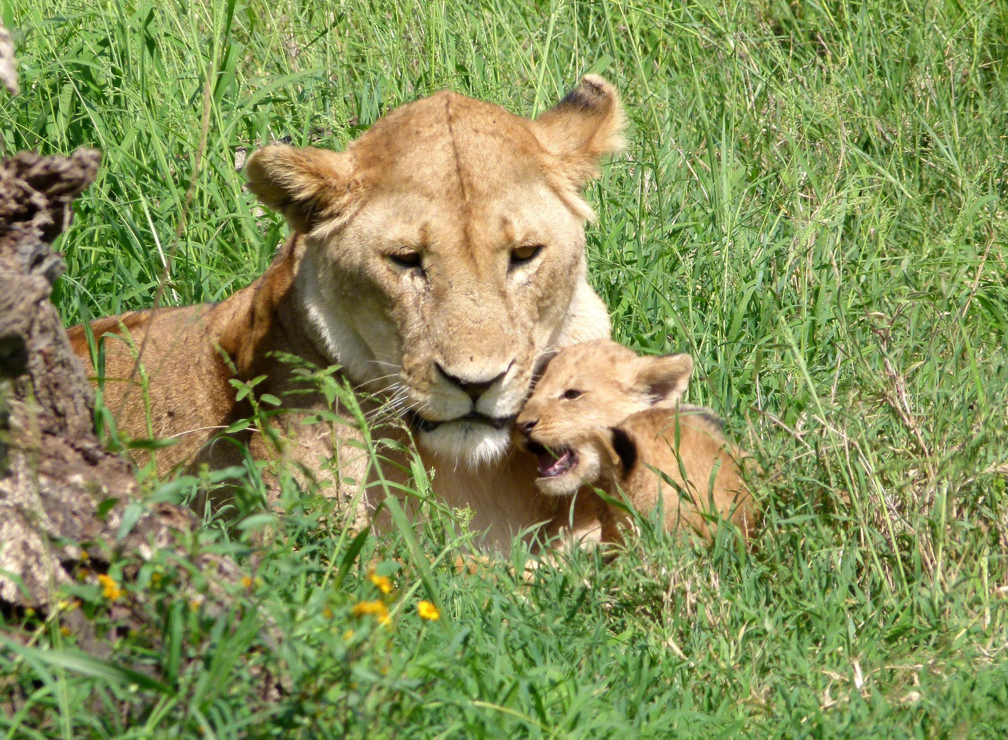 Löwenmama mit ihren Babys