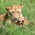 Löwenmama mit ihren Babys