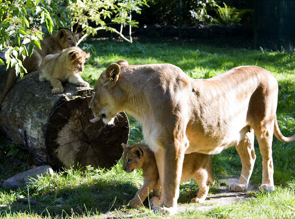 Löwenmama mit Kiddies