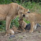 Löwenmama und Mutterliebe: Stolze Löwenfamilie mit 2 süßen Babys und einem eifersüchtigen Teenager.