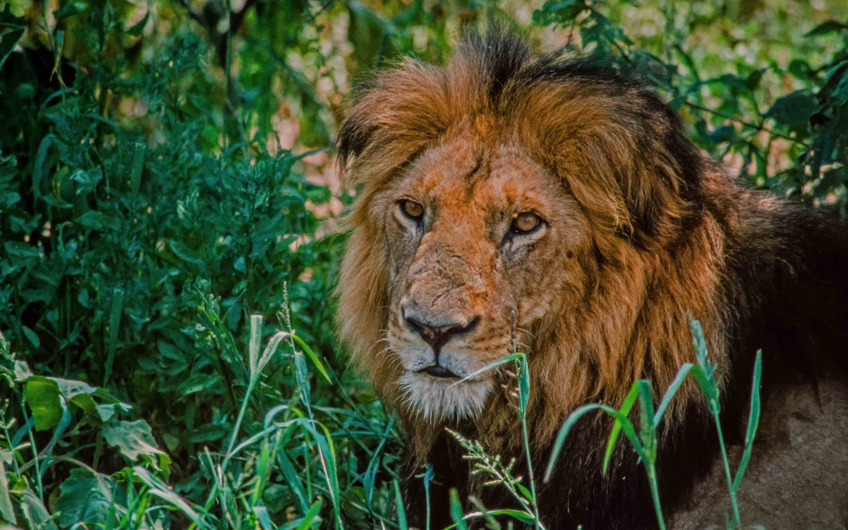 Löwenmann Amboseli