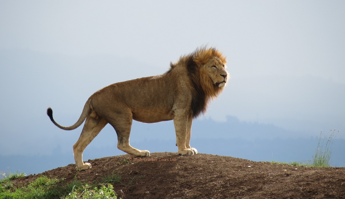 Loewenmann im Nairobi Nationalpark, Kenia