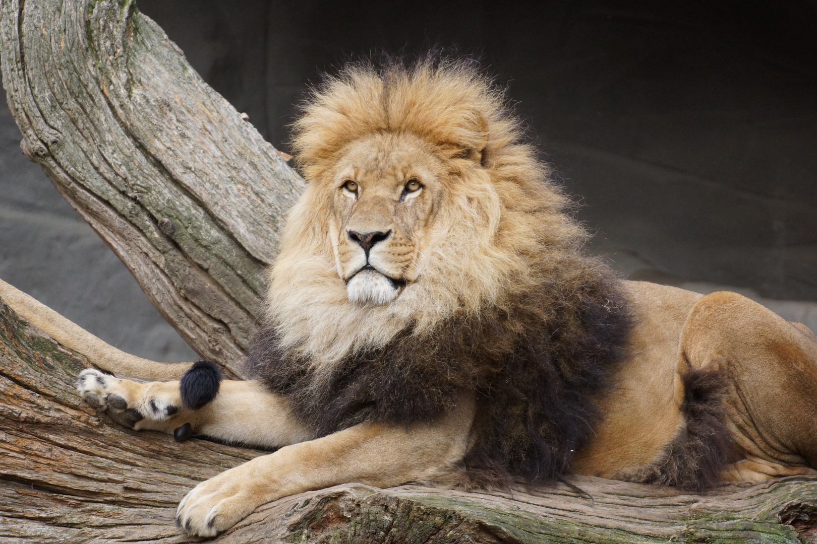 Löwenmann in Hagenbecks Tierpark