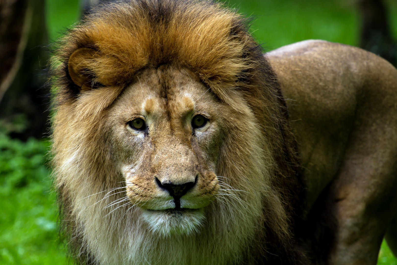 löwenmann zoo rsotock