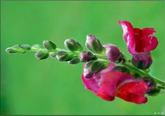 Löwenmaul - Antirrhinum majus