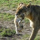 Löwenmutter ihr Baby tragend