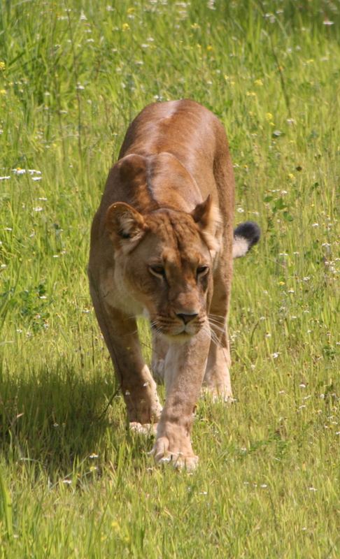 Löwenmutter im Anmarsch