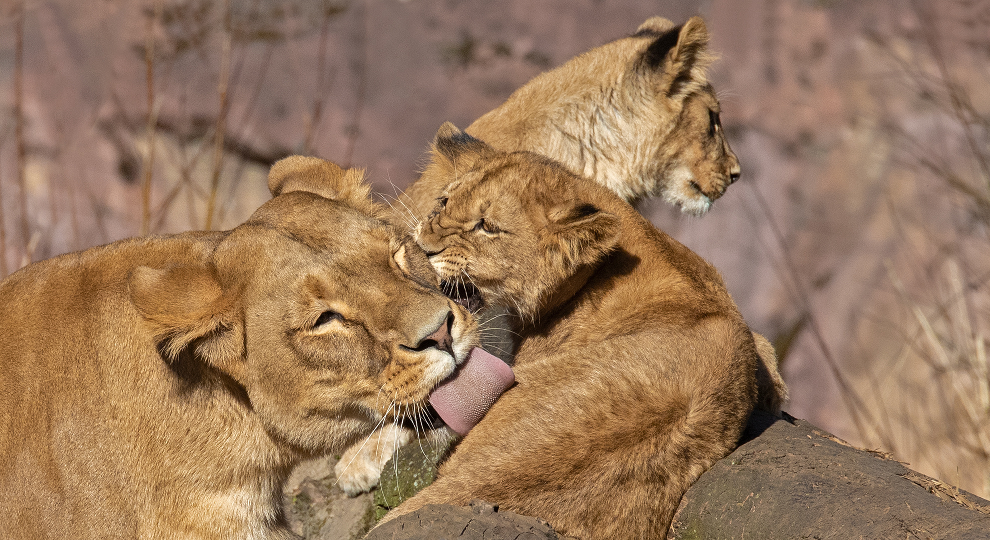 Löwenmutter mit Babies-Portrait 001 