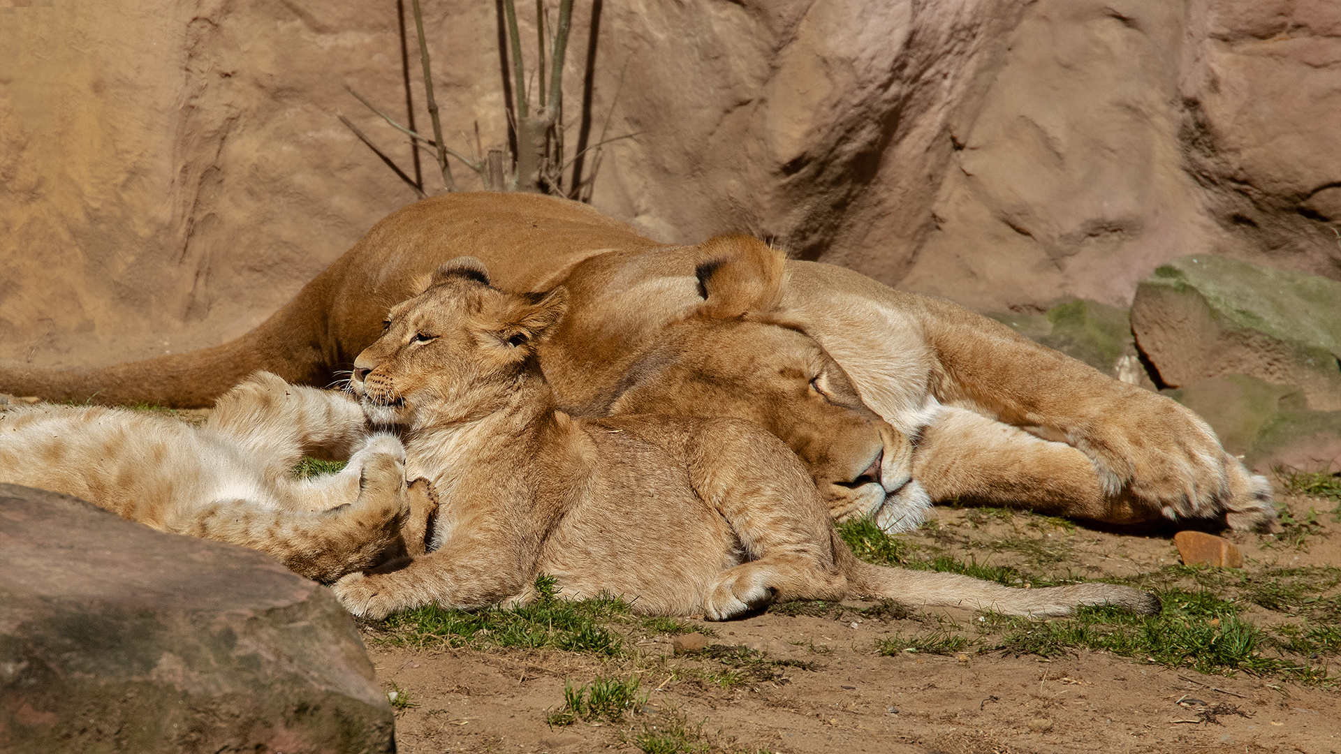 Löwenmutter mit Babies-Portrait 006 