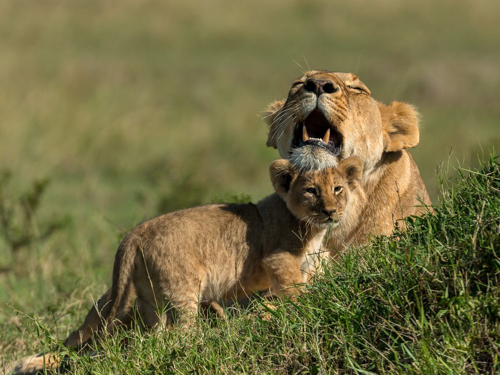 Löwenmutter mit Baby