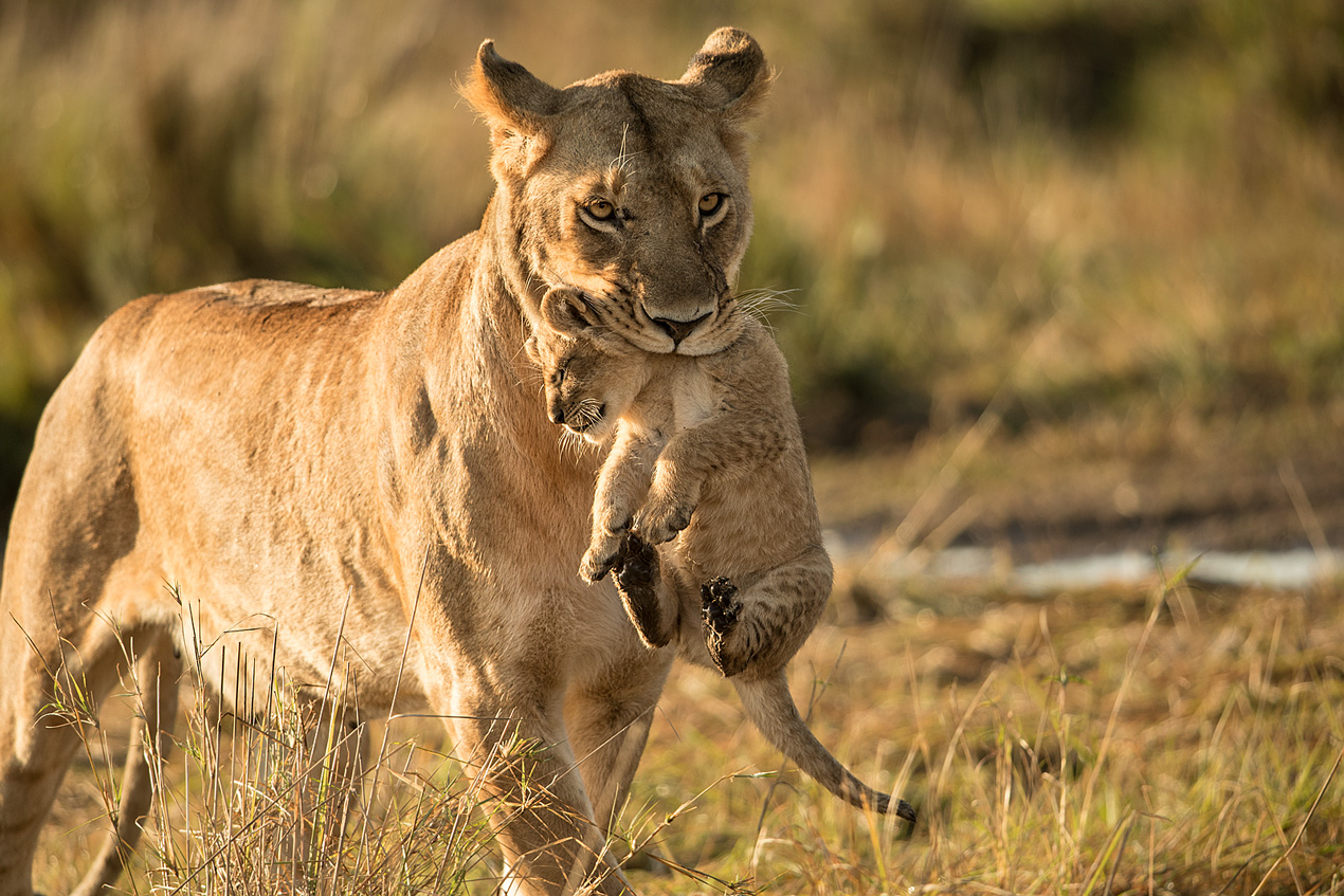 Löwenmutter mit Baby