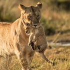 Löwenmutter mit Baby