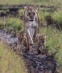 Löwenmutter mit Babys