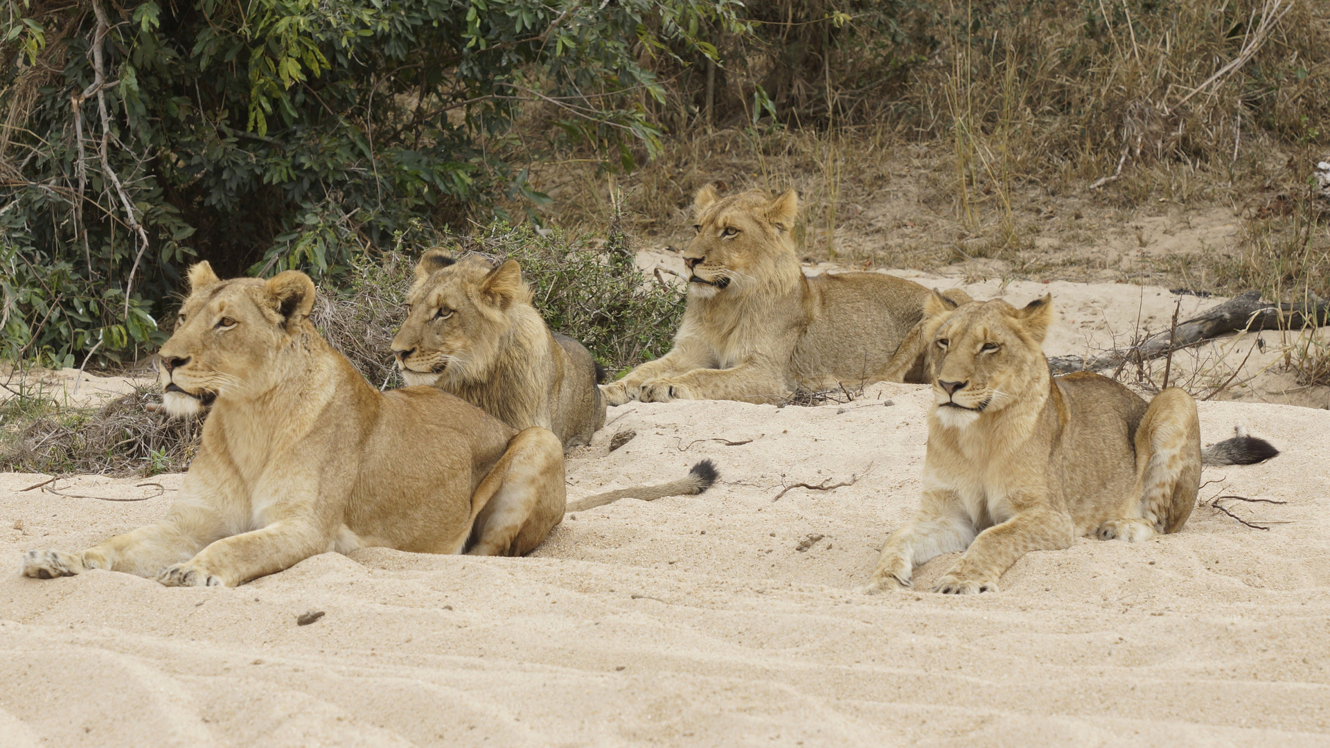 Löwenmutter mit drei Jungtieren