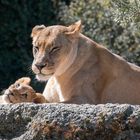 Löwenmutter mit ihrem Jungen