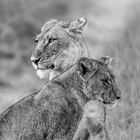 Löwenmutter mit Jungem