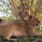 Löwenmutter mit Jungen