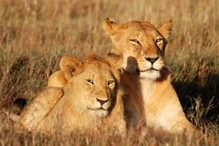Löwenmutter mit Nachwuchs