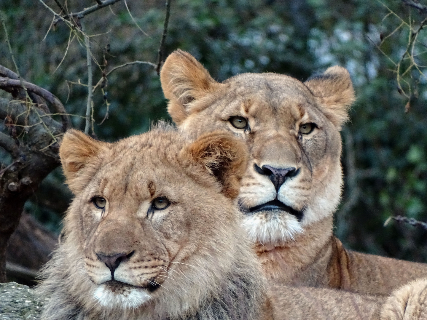 Löwenmutter und Junges