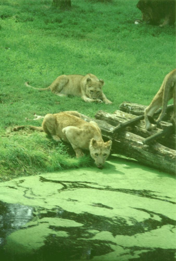 Löwennachswuchs im Serengheti Park von ANDY 23 