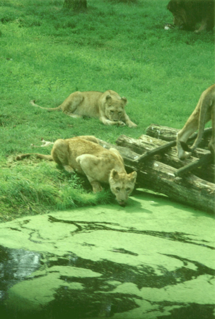 Löwennachswuchs im Serengheti Park