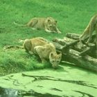 Löwennachswuchs im Serengheti Park