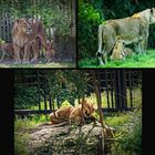 Löwennachwuchs im Kölner Zoo